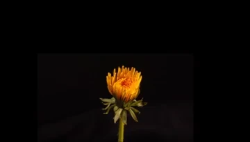 Flower Preview