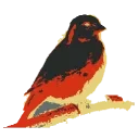 Kanaries Logo
