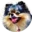 Dreamy Paws Logo